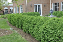 Buxus x 'Green Mountain' — photo 3